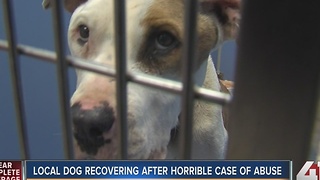 Local dog recovering after horrible case of abuse