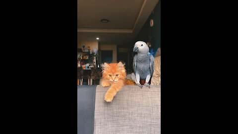 Cuteness Overload! BestFriend!! African Grey Parrot & Kitten growing up together