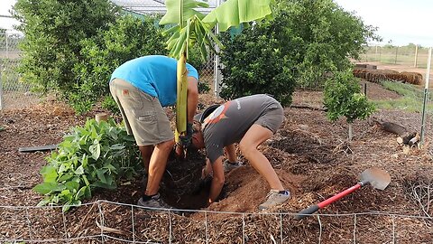 Can We Plant in August? | 19 Pigs Arrive on the Farm