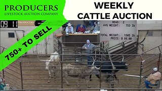 3/16/2023 - Producers Livestock Auction Company Cattle Auction