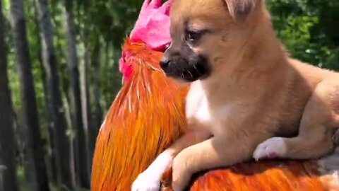 This big rooster has become good friends with both the dog and the cat