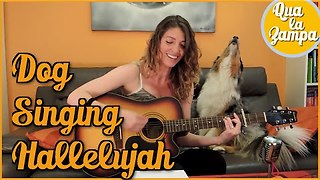 Musical Dog Howls Along As Owner Plays Hallelujah On The Guitar