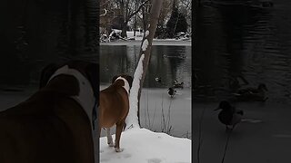 #Dog #Duck Stand off #boise #river