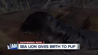 Sea lion gives birth on Coronado bike trail