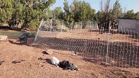 It was a bad night for Johnny and his flock! Coyotes got in, and it was all my fault...