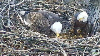 Hays Eagles Dad brings Fish Gift for Mom2023 02 14 13:55