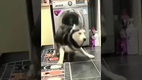 dog dancing like michael jackson #petdogs #funnyvideo #viral