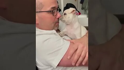 Baby Pug Confused By Owner's Sounds
