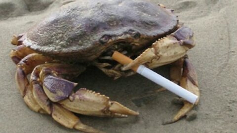 Crab smoking cigarettes Do Crabs Smokes! Is it possible? Unbelievable ....