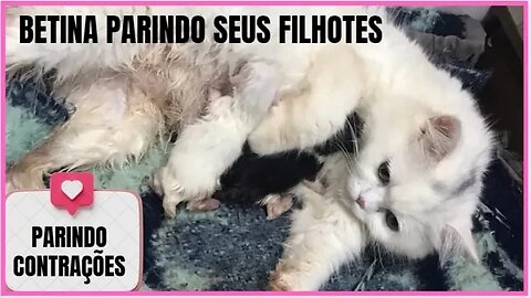 Depois de 3 Horas Gatinha Pariu 4 Lindos Gatinhos - Vídeo Completo!