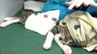Spa and Reiki for Cat Relaxation