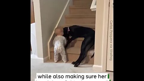 Dog Protects His Baby Sister