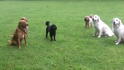 UK dog trainers