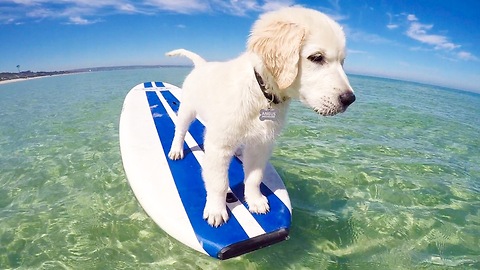 Puppy's first stand-up paddle board session