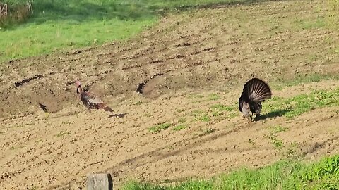 Turkeys are on the move
