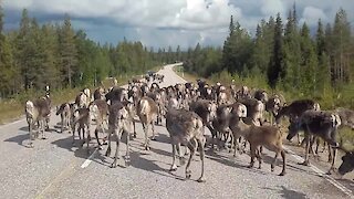 Massive Reindeer Herd Block Traffic In Finland