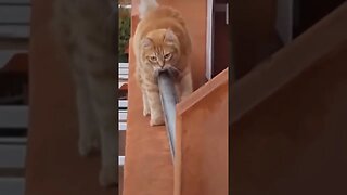 Samurai Cat / 侍猫 / кіт самурай / 사무라이 고양이