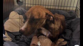 Rescued dog Miracle recovering