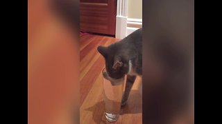 Cute Cat can't Figure out how to Drink from a Cup