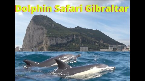 Dolphin Safari Gibraltar, full version