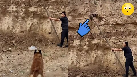 Belgian Malinois Dog Training Best Shepherd Dog jumping