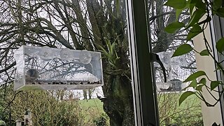 window box blue tits uk garden birds