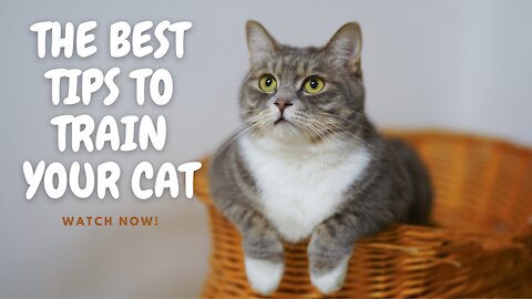 THE BEST TIPS TO TRAIN YOUR CAT