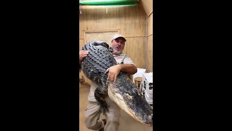 Man holding big alligator