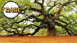 7 Rare Trees From ARound the World