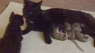 Cat Adopts Baby Squirrels