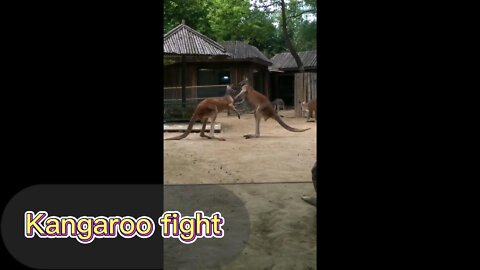 Funny two kangaroos fighting