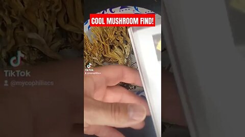 Cool Mushroom Find 🍄 #mushroomhunting