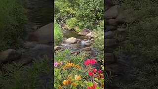 Melodic Flow: River Harmony 🍃🎶 - #Shorts #YouTubeShorts #NatureSounds