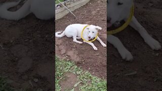 Fashionista in the Garden