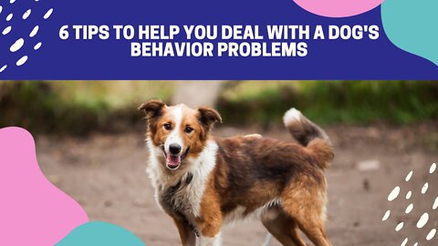 6 Tips to Help You Deal With a Dog's Behavior Problems