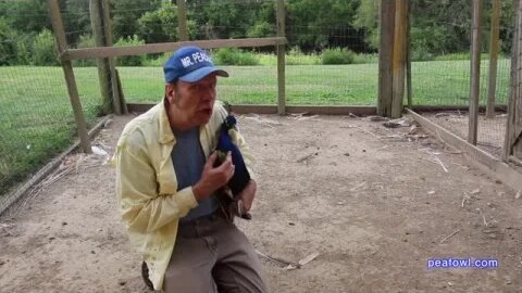 Peacocks as Pets, Peacock Minute, peafowl.com