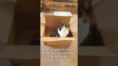 Cat Giving Words of Wisdom