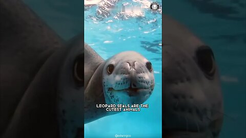Leopard Seal 🦭 Penguin's Worst Nightmare