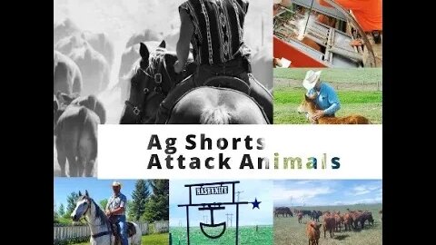 Attack Animals - Ag Shorts