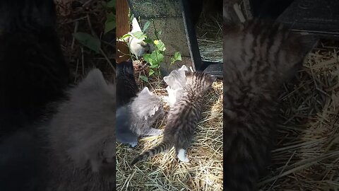 A Kitten Trying to Examine a Flower