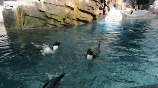 Adorable Penguins Having Fun Swimming