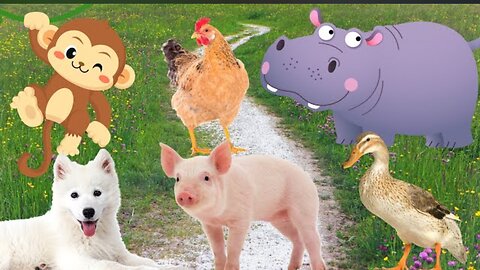 Animals that are close to people - Dog, cat, duck, pig