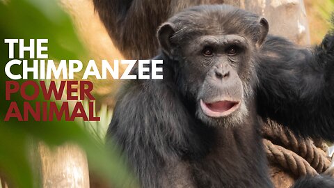 Chimpanzee Power Animal