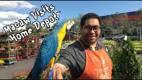Baby Blue and Gold Macaw Visits Home Depot