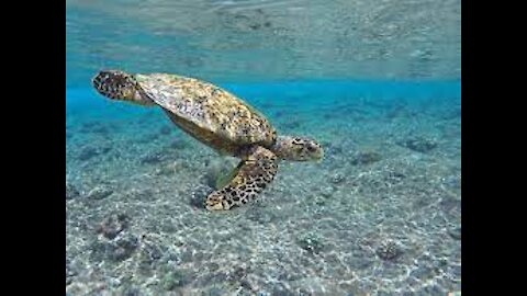 Man Feeding Turtles And Birds || Humanity ||