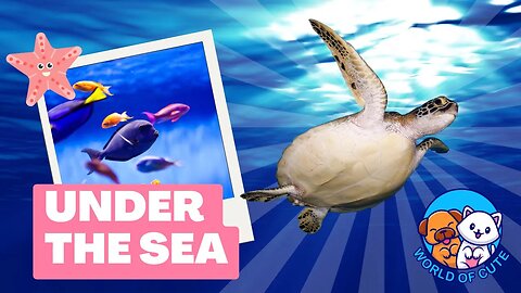 Under the Sea | Beautiful Sea Creatures | Relaxing Animal Videos