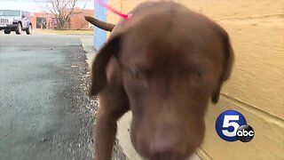 3-legged lab mix from Georgia wants his forever home in Cleveland