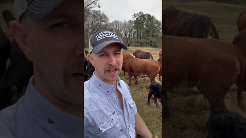 Day 6 of 30 days of #calving . #farm #farmlife #ranch #ranchlife #cow #calf #cattle