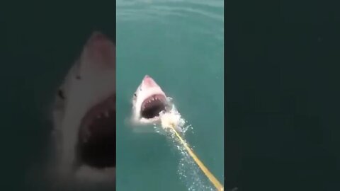 Shark 🦈 come out of water for food | #Shorts #Animals #Shark