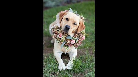 Dog's wedding gone viral